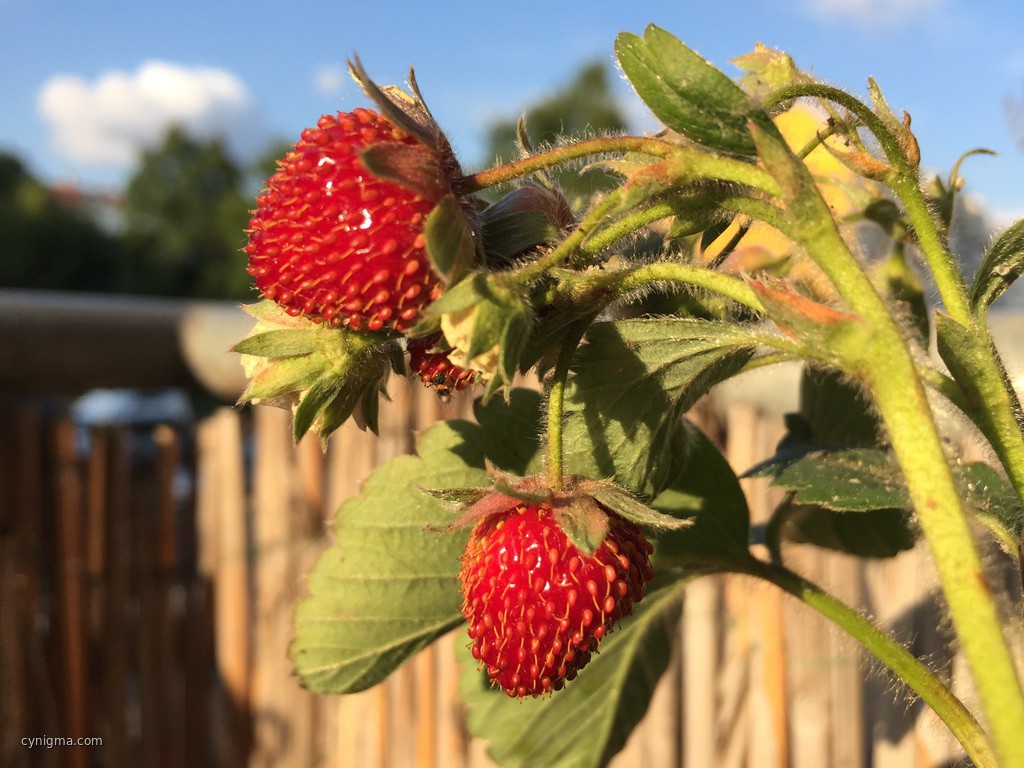 20150621-194213_Balkonerdbeeren