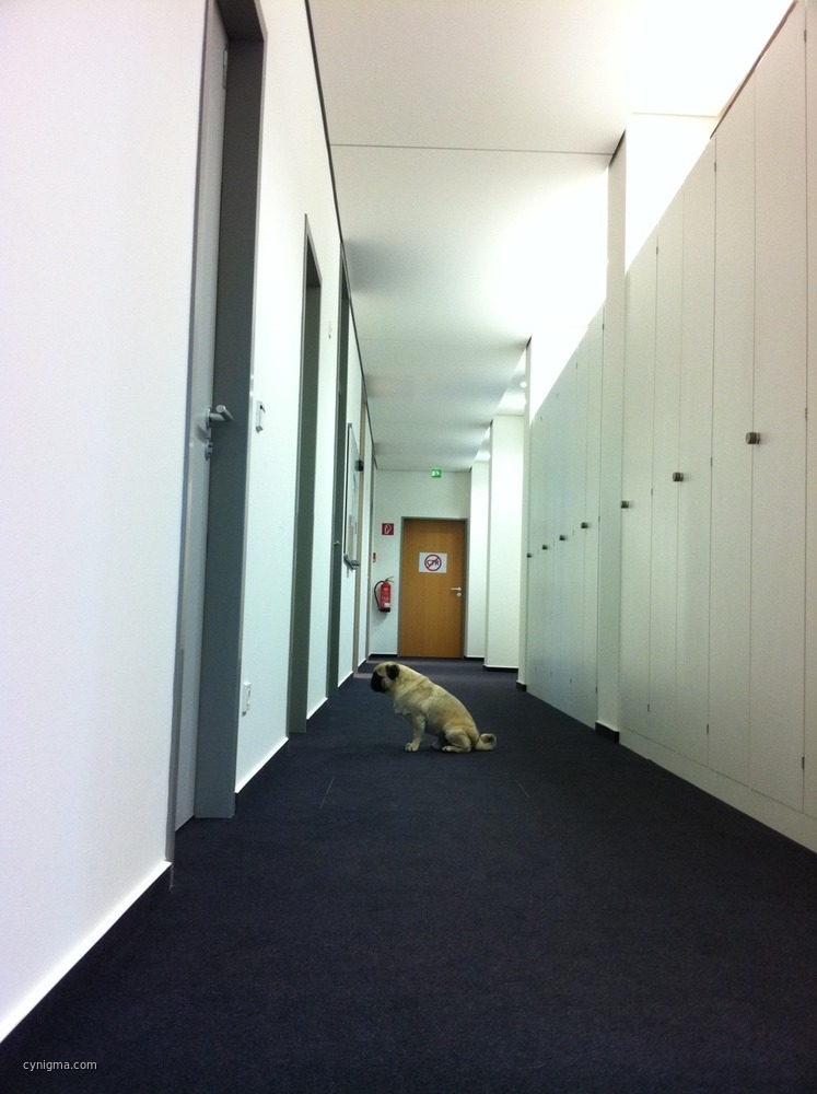 wachhund-wacht